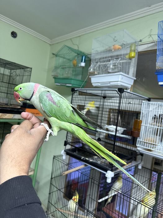 Ручной Говаряшый попугай продам