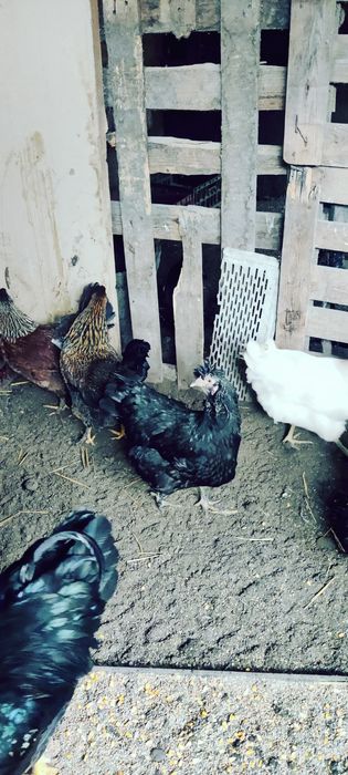 Vând ouă de găini araucana verzi și albe