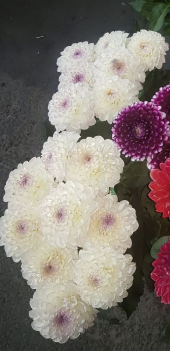 Продам Корни  георгинов сорт Эвелин