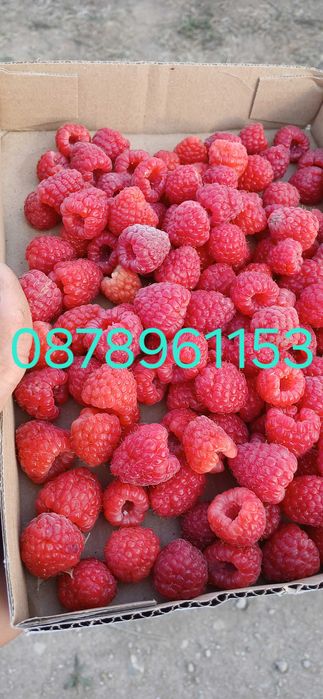 Разсад Ягоди И малини