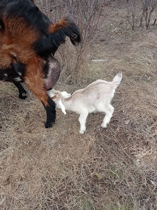 Продам альпонубйских козочек.
