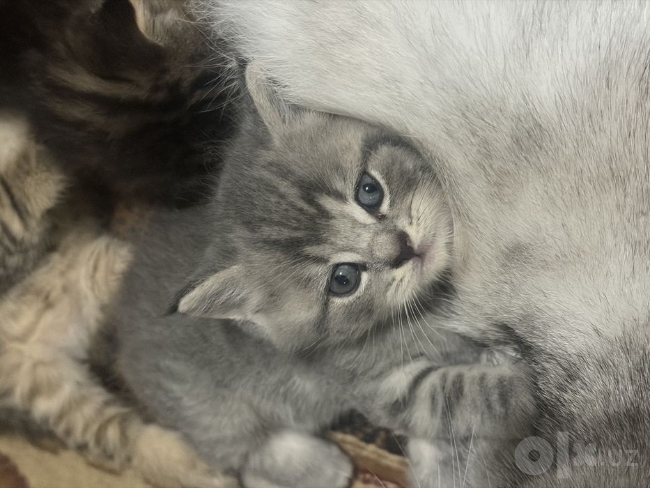 Продаётся котята