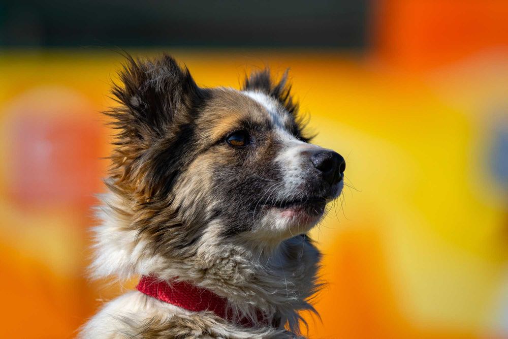 Собака (3 года) в добрые руки