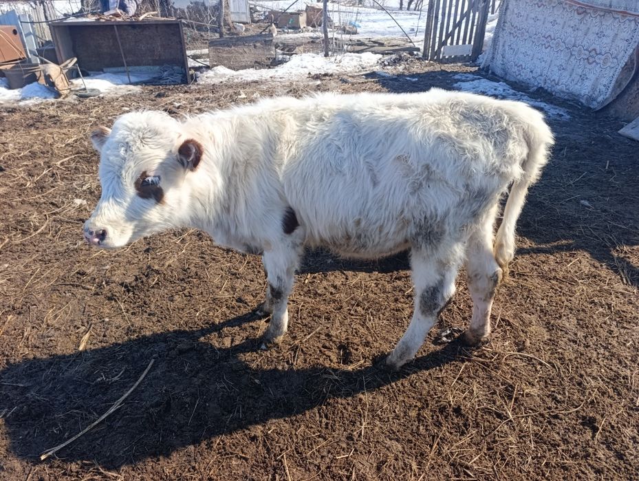 Бычок 10 месяцев