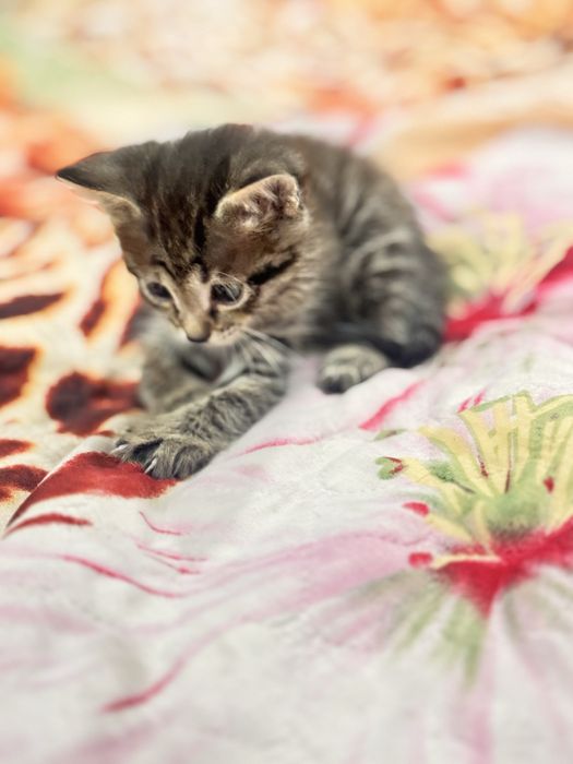 Отдам котят 2 месяца, в хорошие руки. Бесплатно