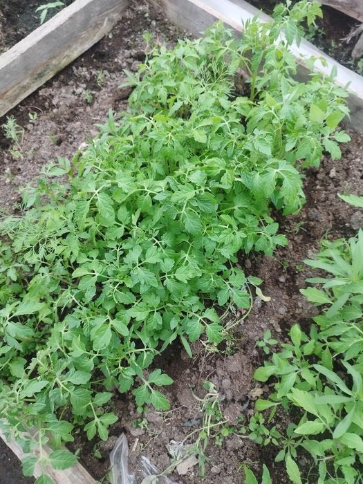 Продам рассаду помидор
