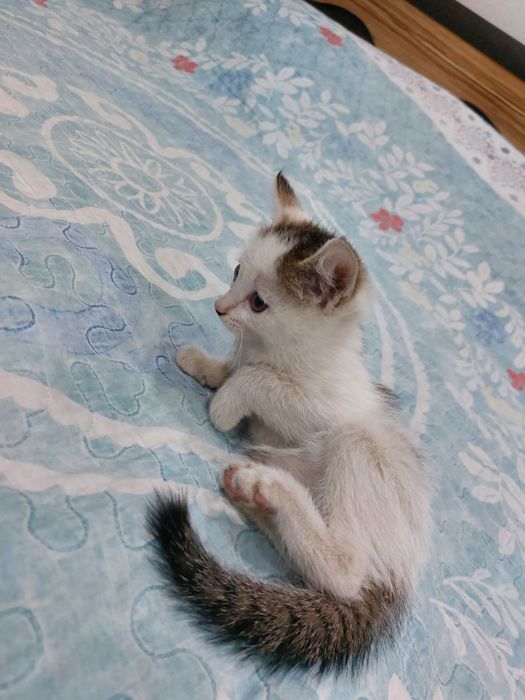 Отдам бесплатно котенка