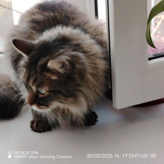 Отдам стерильную кошку