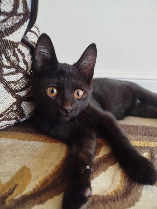 Котята смесь с британским