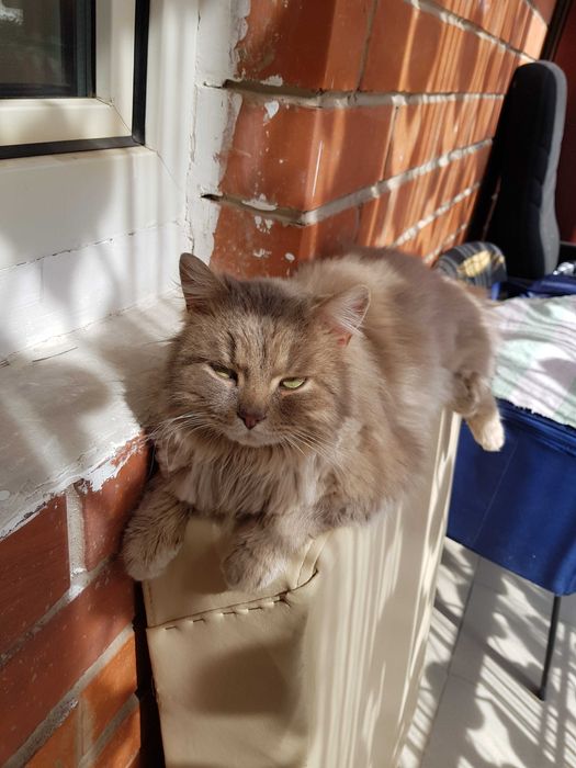 Отдам кота в добрые руки!