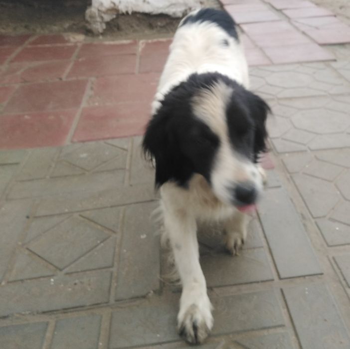 Laqabi Belka  jinsi erkak ovchi it ovlarga chiqqan