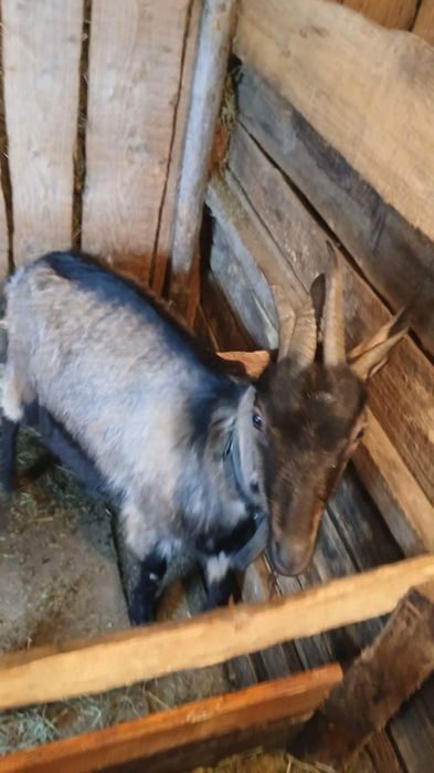 Capra tânără, gestantă 4 luni