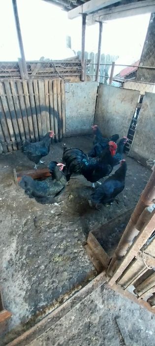 Vând ouă australorp