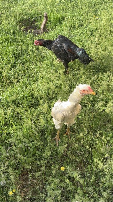 Бойцовский Корейская  куры белый чисто