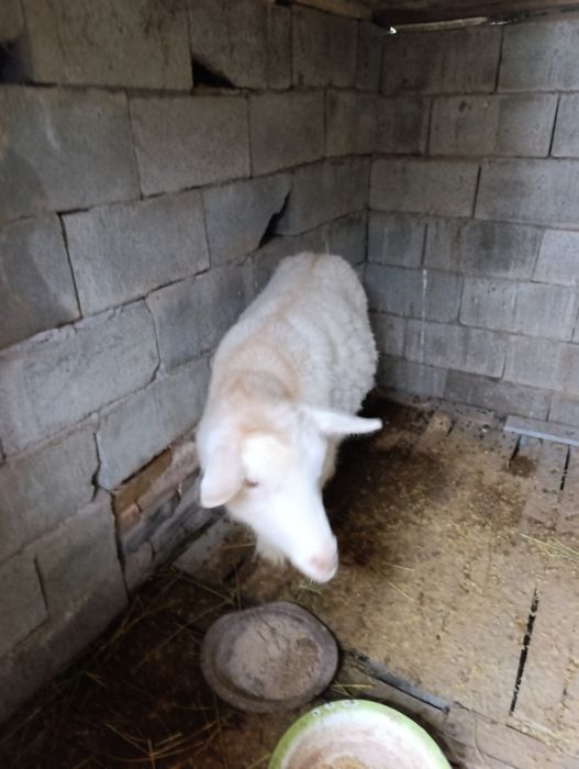 Козье   Заненская