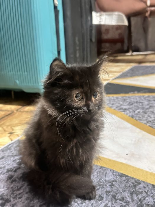 Отдам кошечку в хорошие руки