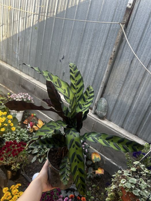 Комнатные цветы.