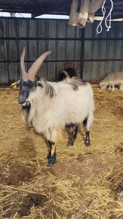 Козёл  альпийской породы