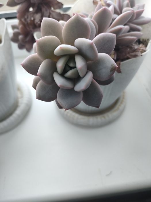 Суккуленты 500тенге