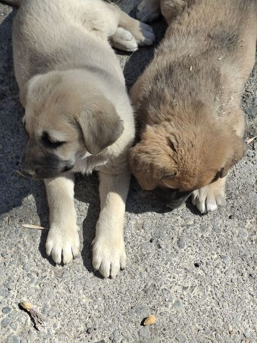 Отдам щенков в хорошие руки. Символическая оплата - 50.000.