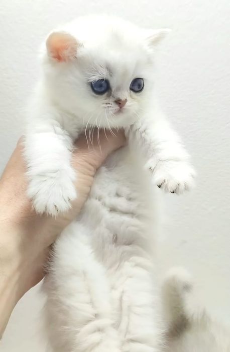 Котик и кошечка британские