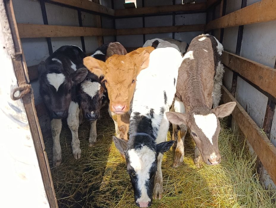 Телята бычки 7 голов Еркек бузаулар