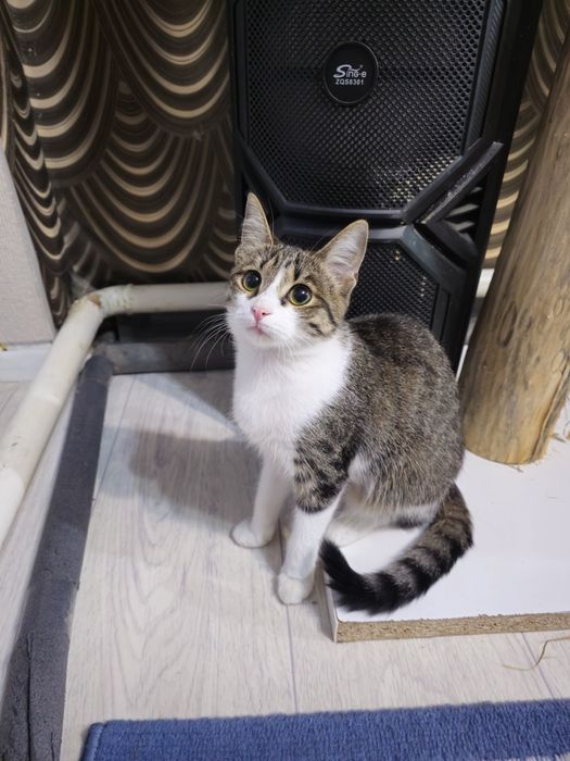 Котенок в добрые руки девочка