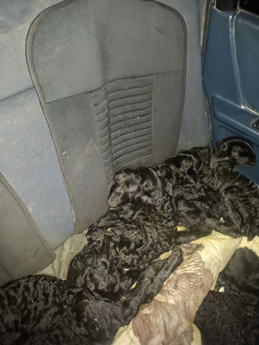 Қозылар арашан аралас қаракөл аралас