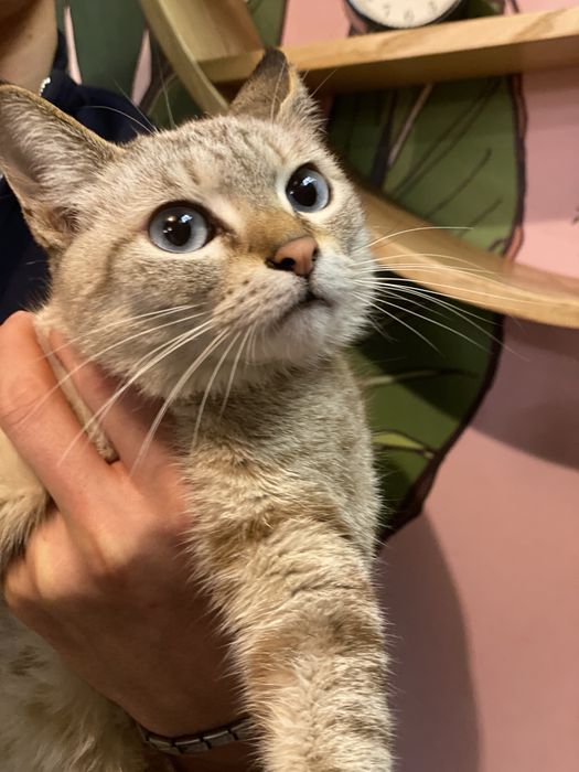 Thai va Siam aralash zotli mushuk 7oyli