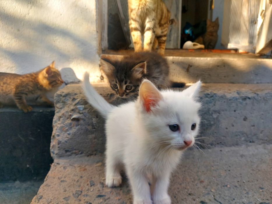 Отдам котят в Очень ДОБРЫЕ РУКИ !