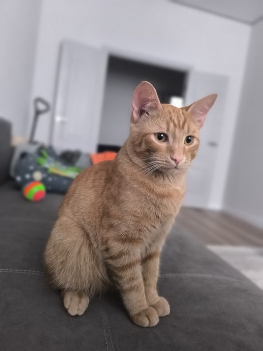 Отдам в добрые руки котика