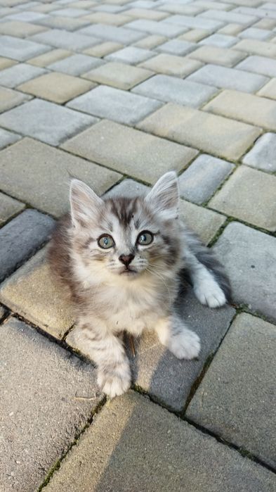 Отдам.   котят. .