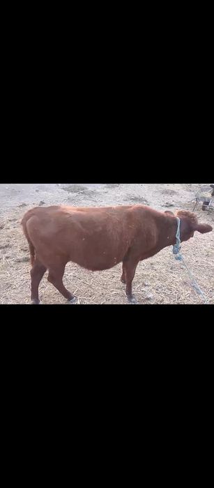 Manashu xunojin sotiladi