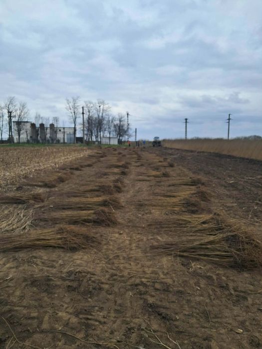 Vând puieți tratați.salcam mesteacăn fag stejar