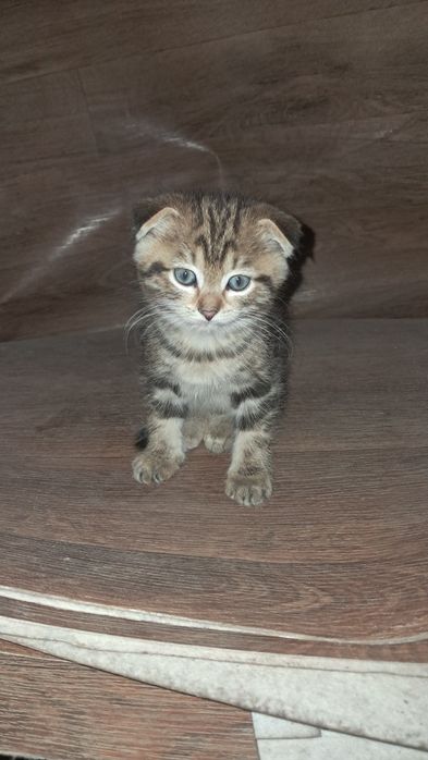 Отдам кошку с котятами.