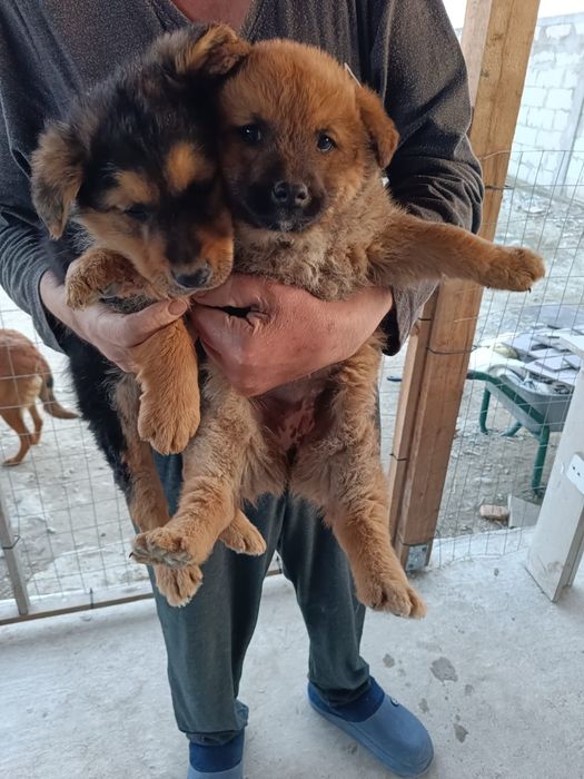 Donez cățelușe malinois