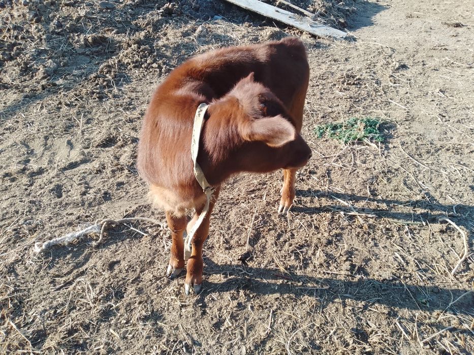 Ona bola sigir kafolati bilan