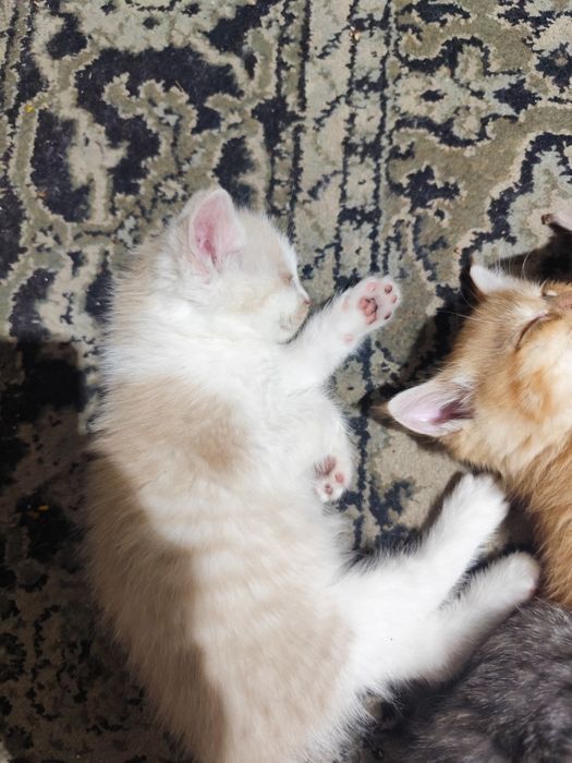 Котята бесплатно