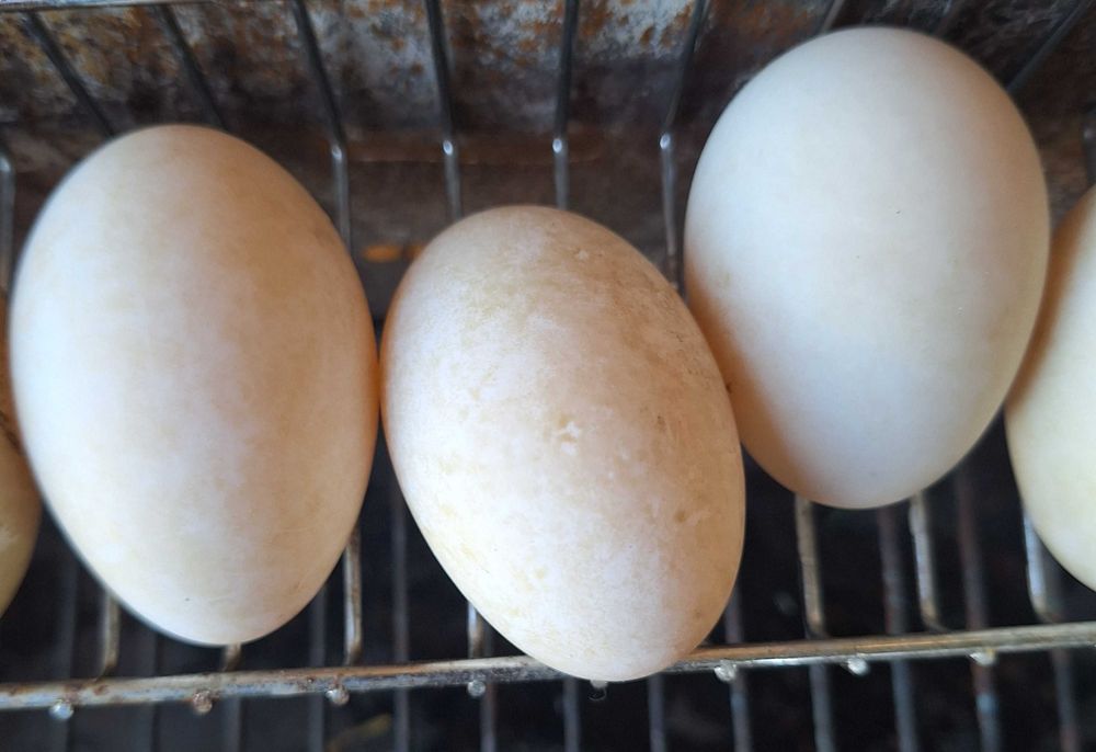 Oua de incubat Rate Indiene