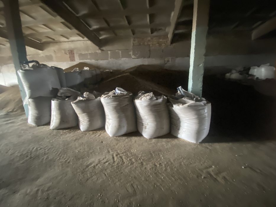 Семена суданки кинельская 100