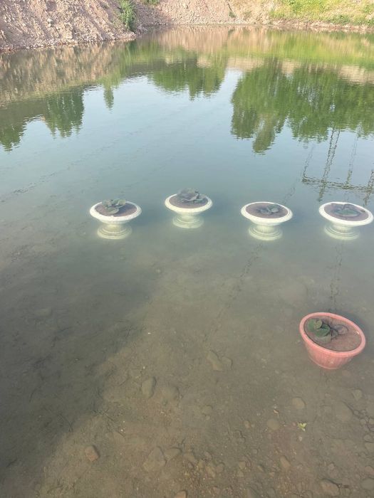 Водяной кувшинки  Лилия Liliya, Nilufar guli