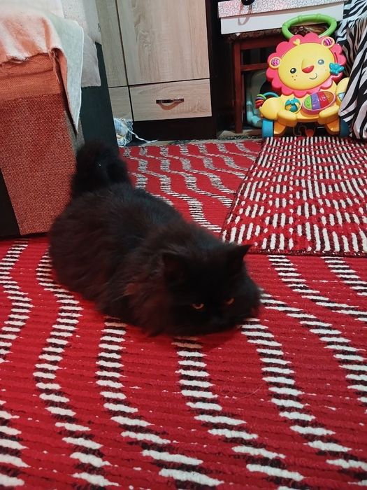 Котята в подарок здоровые умные игривые