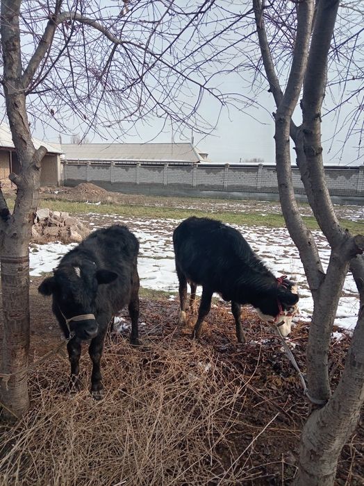 2 buzoqcha sotiladi 1tasi erkak 2 chisi urg'ochihi