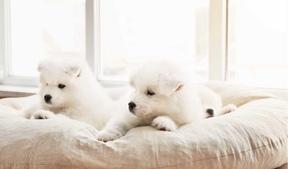 Уникальные самоеды высочайшего класса от элитного питомника Fulgrim