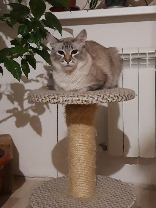 Передержка домашняя животных