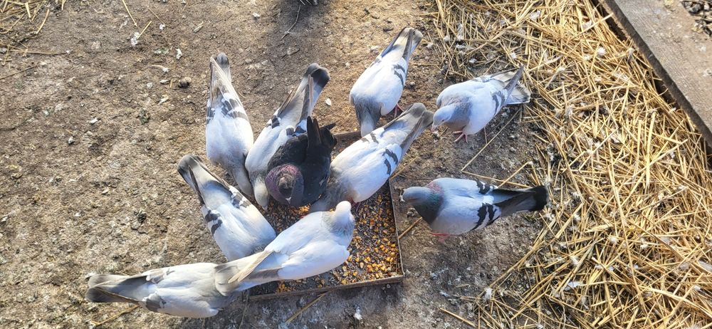 Ciocarlii de cobur kingi