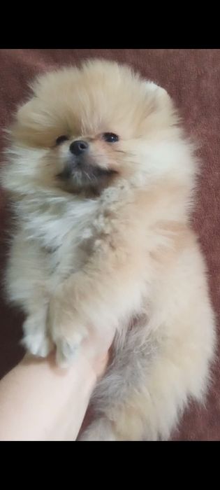 Щенки шпица мини.