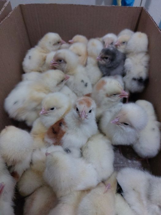 Хаммаси 100 % товук чикади. Хай-Лайн ва Ломан Сенди жужалари. Jojalar