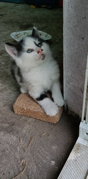 Adopții pisici jucause
