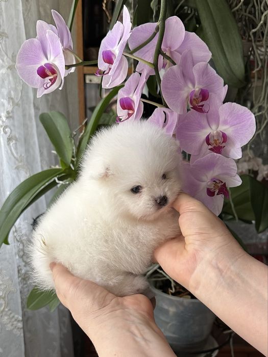 Шпиц померанский мини